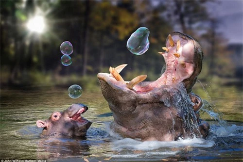 Ảnh đẹp: Thế giới động vật qua Photoshop - 7