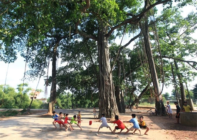 cay da co thu 500 nam tuoi phu bong vai tram met tai ha noi