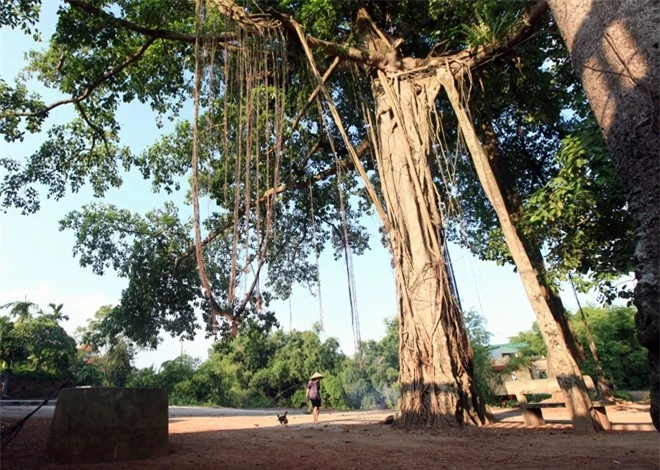 cay da co thu 500 nam tuoi phu bong vai tram met tai ha noi