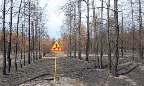 Chernobyl: Rừng cây chết kỳ lạ, 30 năm không phân hủy - 1