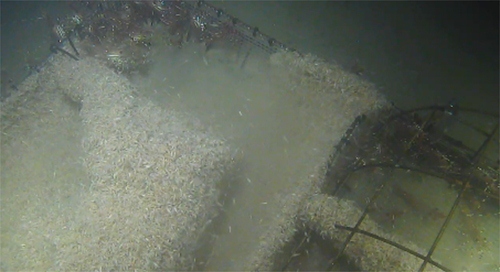 Điều gì sẽ xảy ra với xác chết khi chìm dưới biển sâu?