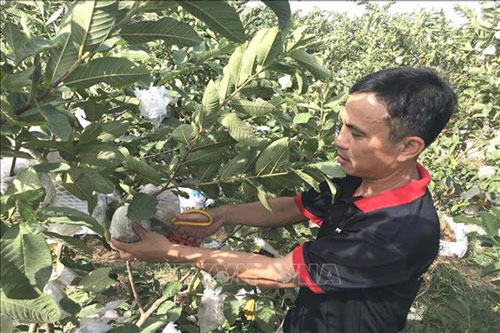 Quảng Trị: Trồng cây ở nơi “thiếu nước” thu hàng trăm triệu đồng mỗi năm