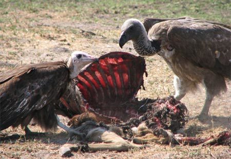 Tại sao kền kền ăn xác thối mà không bị bệnh?