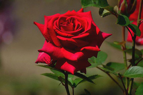 Người nhà giàu không bao giờ tiết lộ, loại hoa đặt phòng khách cực hợp phong thủy, may mắn giàu sang ùa tới