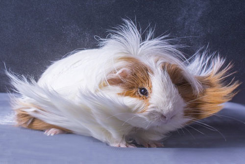 Những hình ảnh đáng yêu của thú cưng lông xù mê hoặc bất kỳ ai