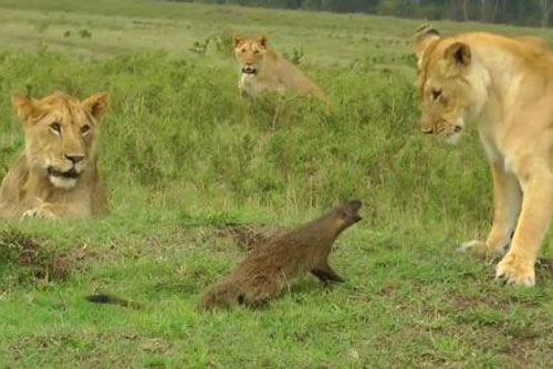 Cầy mangut dũng cảm độc chiến với 4 sư tử cái