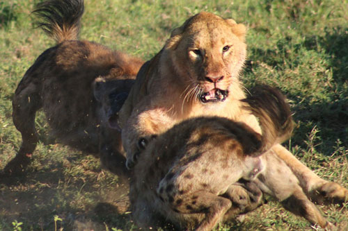 Thấy đồng loại bị ‘đánh hội đồng’, sư tử kéo quân phản công khiến linh cẩu trả giá đắt