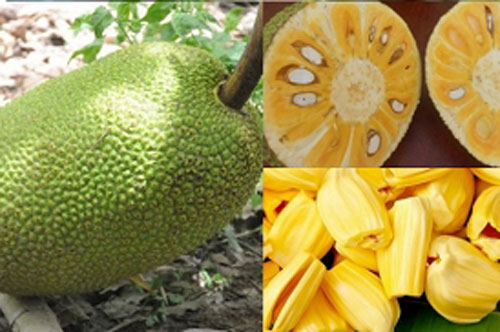 Mẹo chọn mít ngon, chín cây, không tẩm hóa chất