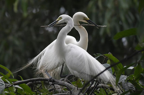 Ảnh đẹp: Động vật hoang dã đẹp 'mỹ miều' nhất