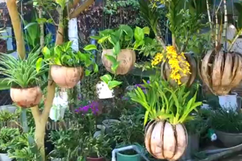 CLIP: Hướng dẫn làm chậu hoa xinh xắn từ trái dừa khô