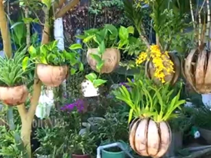 CLIP: Hướng dẫn làm chậu hoa xinh xắn từ trái dừa khô