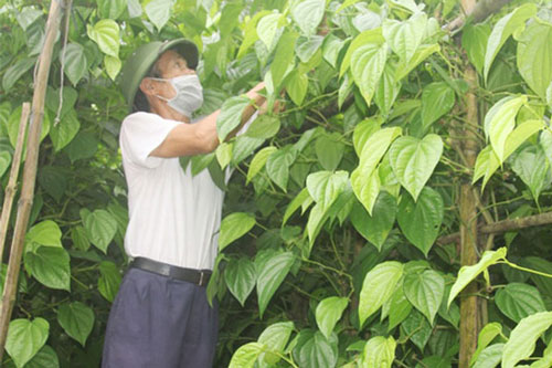Hà Tĩnh: Cả dòng họ "hái ra tiền" nhờ trồng trầu không tiến vua
