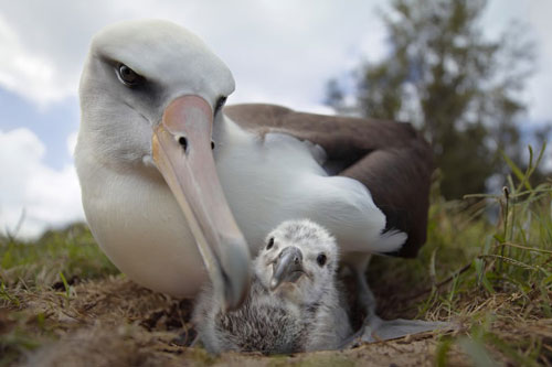 Những bức ảnh động vật hoang dã ấn tượng trên thế giới