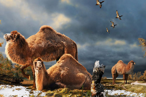 Lạc đà khổng lồ từng lang thang khắp Bắc Cực