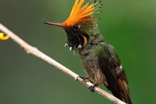 Lạ lùng những loài chim sặc sỡ ở đất Nam Mỹ