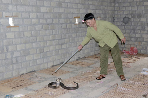 Lào Cai: Làm giàu nhờ nuôi rắn hổ mang