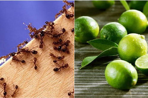 Nhà chẳng bao giờ có bóng dáng con kiến nào khi bạn lấy chanh làm theo cách cực đơn giản này