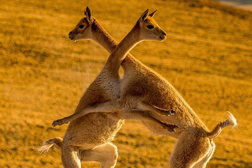 Ảnh hiếm: Cuộc chiến khốc liệt của lạc đà đẹp nhất