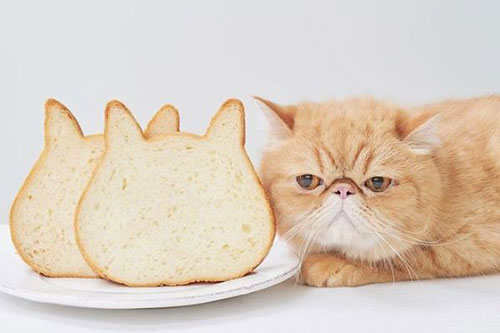 "Phát sốt" với những ổ bánh mỳ mặt mèo dễ thương nhất hệ Mặt Trời