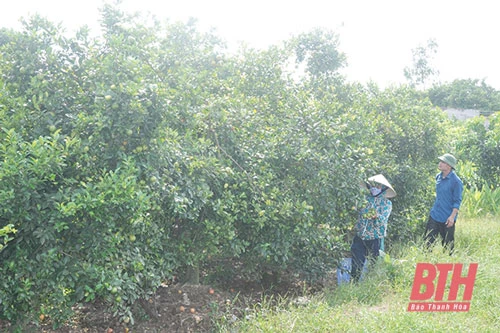 Mô hình trồng cây ăn quả của gia đình anh Nguyễn Xuân Sơn, ở xã Xuân Trường (Thọ Xuân) hàng năm cho thu nhập cao.