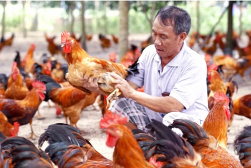 Thành phố Vị Thanh Hiệu quả từ mô hình chăn nuôi gà thả vườn theo hướng an  toàn sinh học