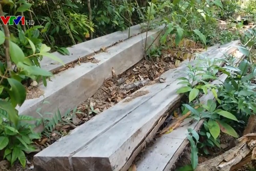 Kiên quyết xử lý nghiêm vụ phá rừng phòng hộ Đắk Đoa, Gia Lai