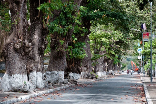 Những cây bàng cổ thụ ở Côn Đảo. (Ảnh: Báo Bà Rịa - Vũng Tàu)