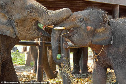 Vì sao voi không uống được rượu?