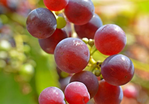 Nho tươi hay nho khô bổ dưỡng hơn? Bác sĩ chỉ cách ăn đúng cho bệnh nhân tiểu đường