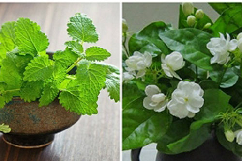 Đặt 4 loại cây này trong nhà đuổi cả đàn muỗi bay xa, một đi không quay lại