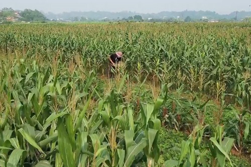 Người lao động mong ngóng gói hỗ trợ 62.000 tỷ đồng