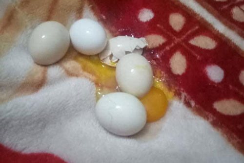 Con trai thắc mắc tự ấp trứng gà cả đêm nhưng sáng không nở, mẹ "phát khóc" vì cảnh tượng trên giường