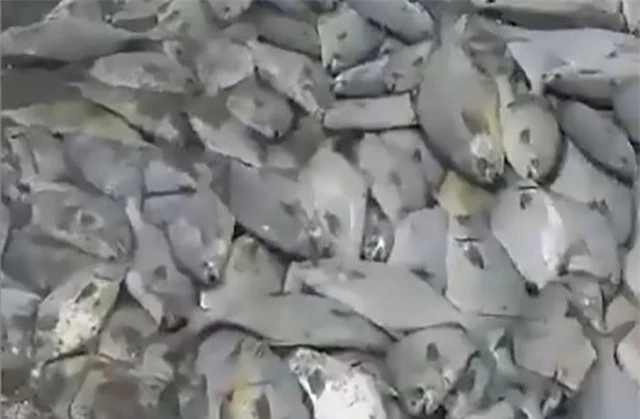 Hàng ngàn con cá chết bí ẩn dạt vào bãi biển hoang vắng ở Mexico - 1