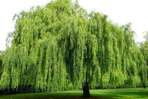 Loại cây "đại kỵ" là khắc tinh của Thần Tài chớ dại để trong nhà kẻo hung tinh được đà quấy phá