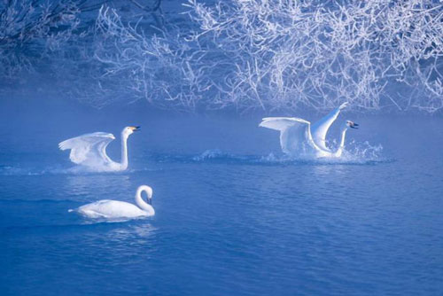 Ngỡ ngàng khung cảnh như truyện thần tiên với hàng nghìn con thiên nga ở Tân Cương