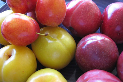 Điều cần lưu ý khi ăn mận, ai cũng cần biết kẻo hối hận cũng muộn