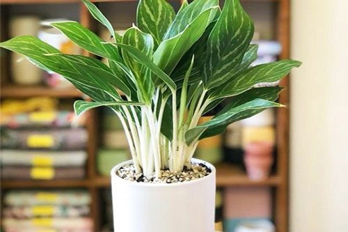 Loài cây phong thủy tích tài tụ lộc, "hồi sinh" phú quý, có lợi cho công danh thi cử