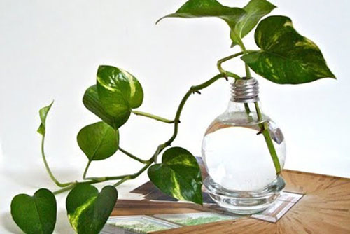 Nếu gia đình chưa có cây này hãy trồng ngay nếu không là bạn đã sống uổng cả đời