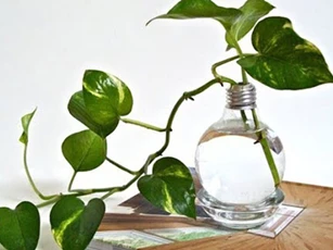 Nếu gia đình chưa có cây này hãy trồng ngay nếu không là bạn đã sống uổng cả đời