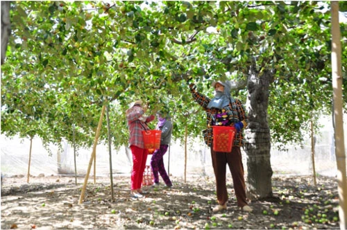 Cây táo cho thu nhập cao nên những năm gần đây, nhiều hộ dân chuyển đổi diện tích lúa và các loại cây trồng kém hiệu quả sang trồng táo. Ảnh: Ngọc Thăng.