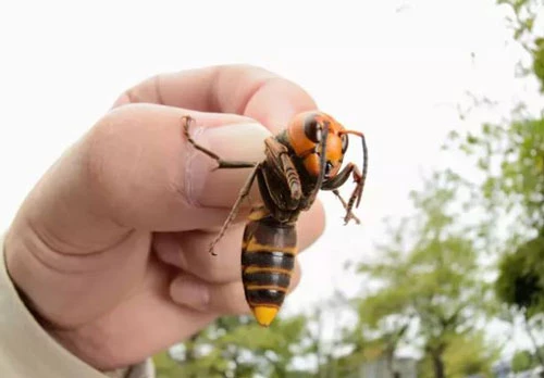 Ong bắp cày khổng lồ châu Á, tên khoa học là Vespa mandarinia.