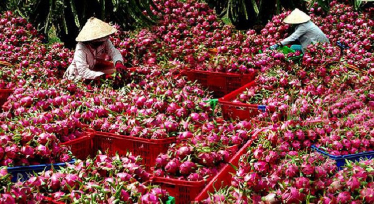 Thanh long - một trong những cây trồng lợi thế của tỉnh Bình Thuận (Ảnh: ST) 