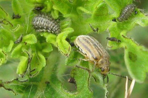 Hàng triệu người không còn bị dị ứng nhờ một loài bọ nhỏ bé