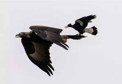 Khoảnh khắc chim ác là bé nhỏ ngang nhiên "cưỡi" đại bàng cực ấn tượng được ghi lại qua ống kính của nhiếp ảnh gia nghiệp dư