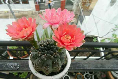 5 loại cây, hoa đẹp đến mấy cũng chớ nên đặt trong nhà