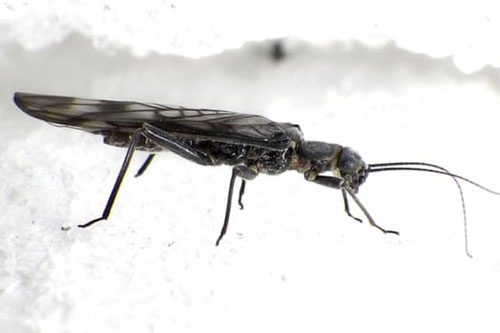 Số lượng côn trùng toàn cầu giảm ở mức báo động