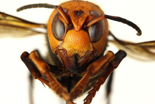 Ong bắp cày sát thủ trở thành mối đe dọa gây chết người mới nhất ở Mỹ