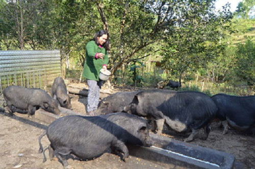 Tuyên Quang: Dùng cây thảo mộc nuôi lợn mở hướng làm giàu ở huyện vùng cao