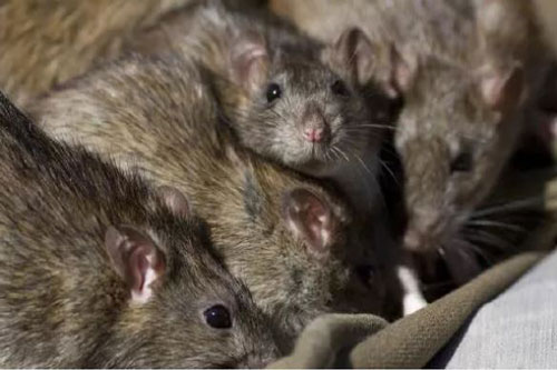 Top 5 sự thật kinh dị về loài chuột, bạn đã biết được bao nhiêu?