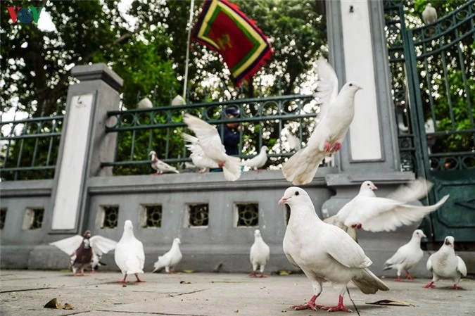 ngam dan chim bo cau ben ho hoan kiem hinh 1